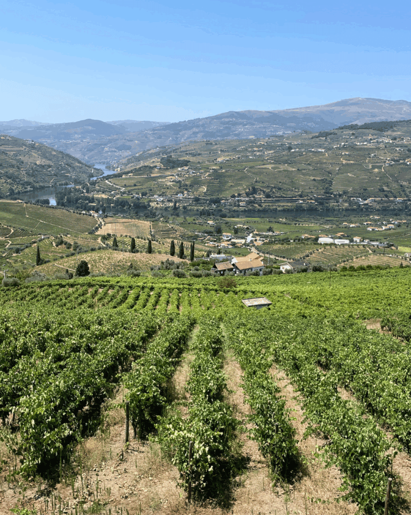 wine tour douro valley porto portugal