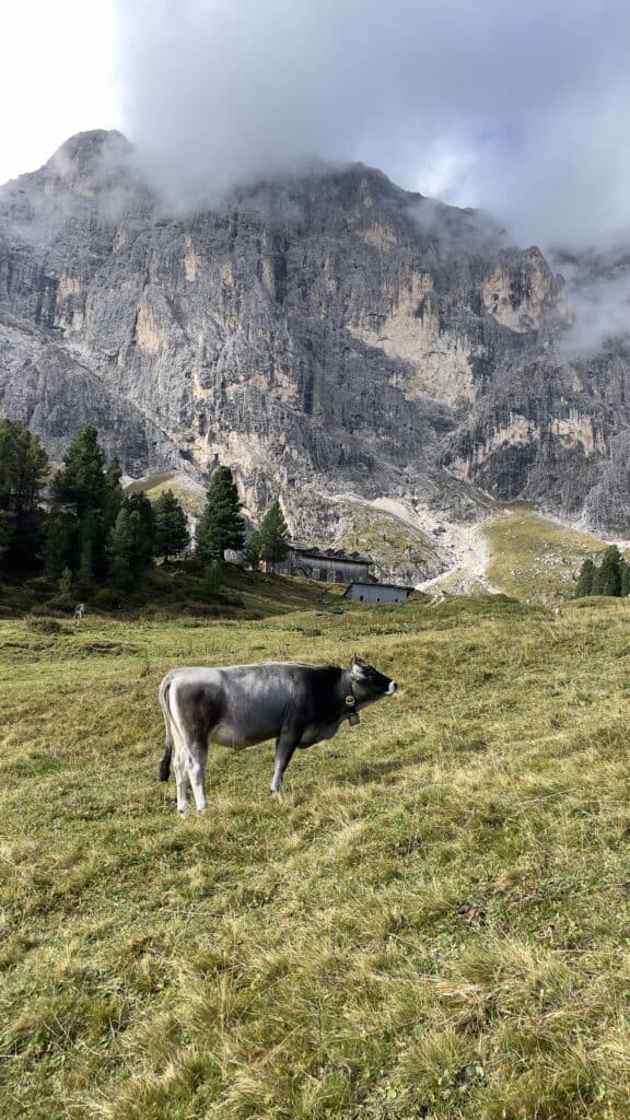 cow in campitello di fassa